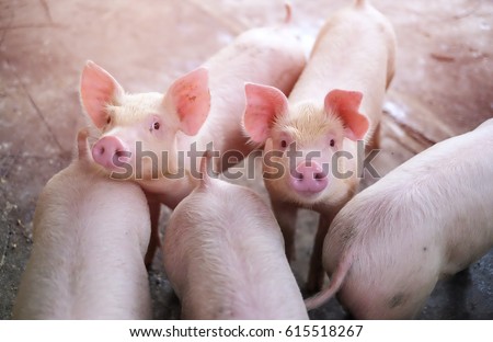 A small piglet in the farm. group of mammal waiting feed. swine in the stall. Royalty-Free Stock Photo #615518267