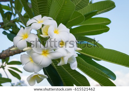 Plumeria Vintage Tone on the plumeria tree, frangipani tropical flowers.Plumeria flowers. Royalty-Free Stock Photo #615521462