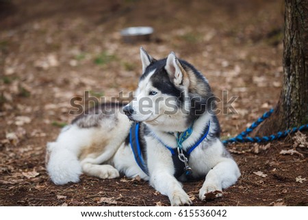 Sled husky is resting after competition in a spring forest