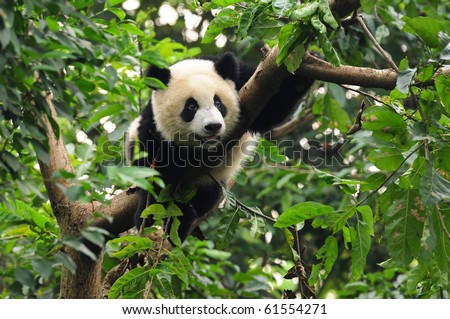 Giant panda climbing tree Royalty-Free Stock Photo #61554271