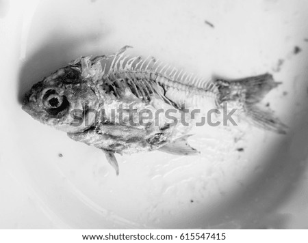 Fish fry in a white dish, rest but head and fishbone, black and white picture