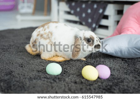 
Rabbit easter hare holiday
