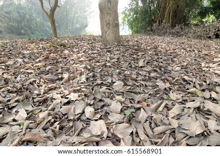 Dry leaves lying still on ground in forest, beautiful winter morning scene. Perspective of fading away in fog. Focus stacked image of nature.