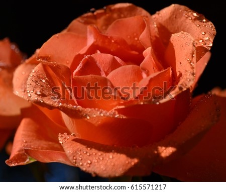 rose flower with raindrops