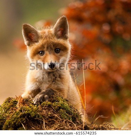 Portrait foxes