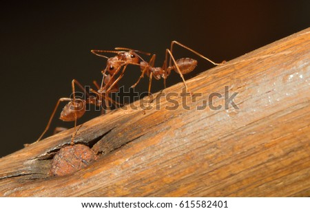 A couple of ants kissing one another.