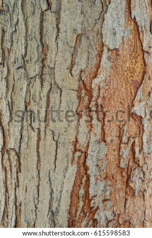 bark tree toned texture photo