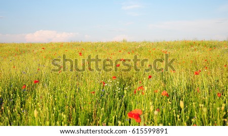 Poppy Perennial Flowers. Pictures of poppies flowers. Blooming red poppies flowers with wildflowers meadow. 