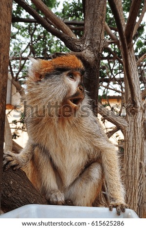 Funny surprised monkey sitting on the tree