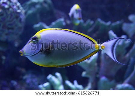 fishes in aquarium                         