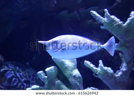 fishes in aquarium                         