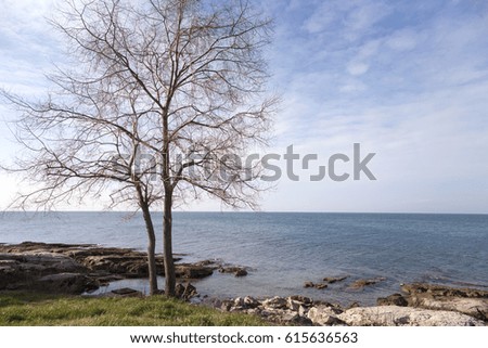 Sea landscape. Tree in the background. 