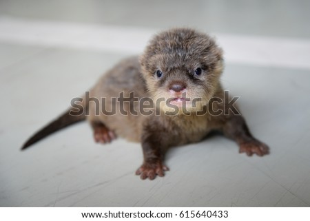 acction of baby otter on tfhe floor