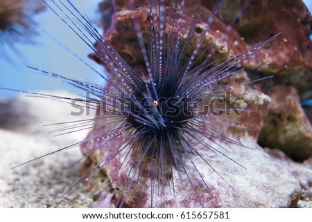 Sea urchin on rock