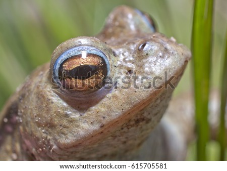A Frog in the grass around a pond basking in the sun between swims and feeding. Royalty-Free Stock Photo #615705581