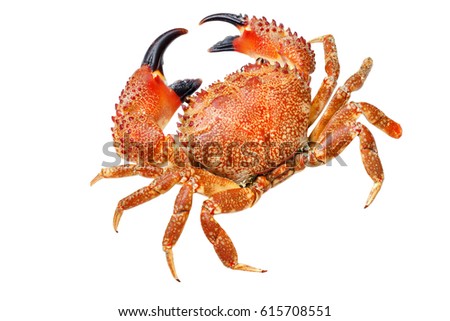 red  crab isolated on white,macro photo                           Royalty-Free Stock Photo #615708551