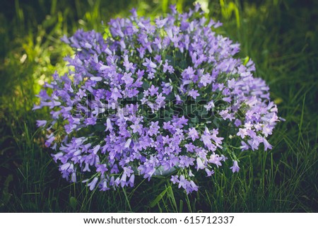 Beautiful purple garden flowers on grass background