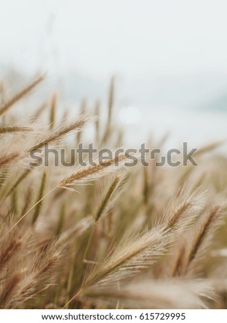 Ears of wheat sunset warm summer