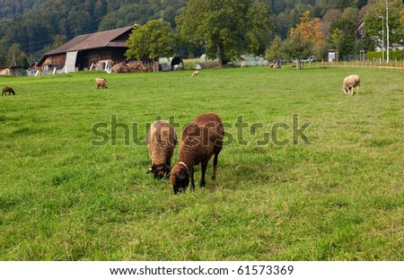 sheep eating grass