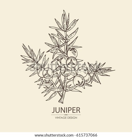 Background with juniper: berries juniper and a branch. Cosmetics and medical plant. hand drawn.