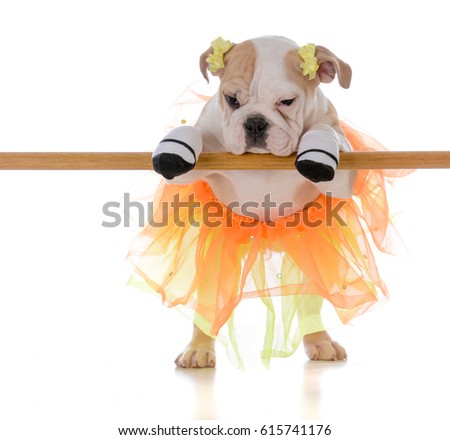 bulldog wearing tutu doing ballet on white background