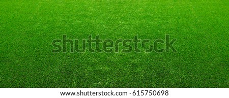  Background of a green grass. Texture green lawn
