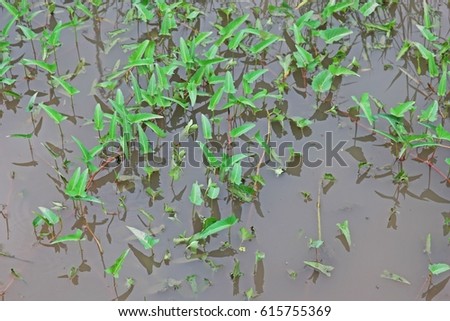 swamp morning,aquatic plant sometimes grown as vegetable