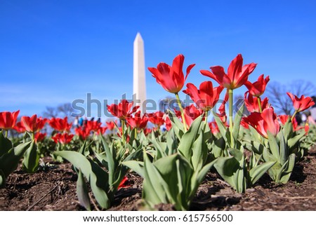 Flowers in Washington, D.C. 
