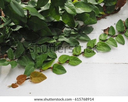 Ivy in the wall and white background
