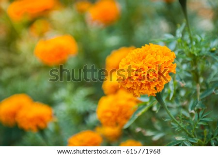 close up Beautiful marigold flowers in garden