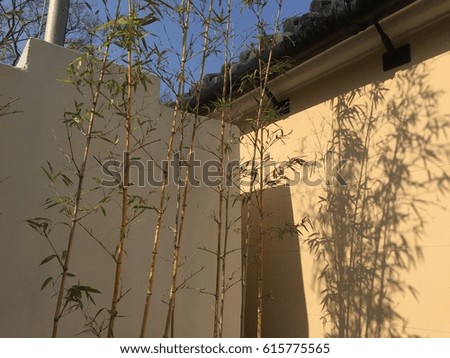 tiny bamboo trees in a garden with its shadows
