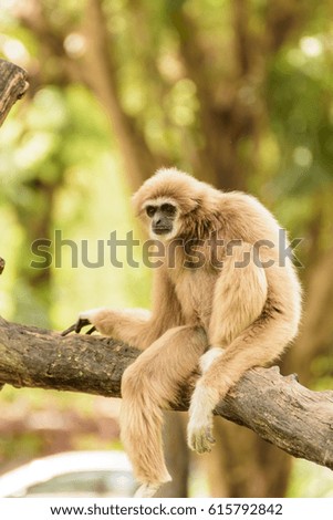 Gibbon sitting on a tree