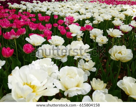 Close up flowers background