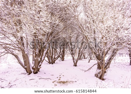Land and Trees are Beautifully Covered with Snow After Heavy Snowfall, Abstract Winter Background, Winter Outdoor Scene, Happy New Year and Merry Christmas Background