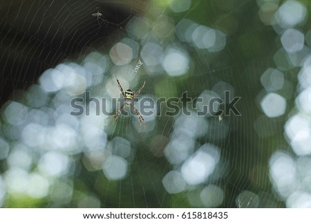 spider on web look creepy and scary on nature background