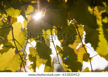Grape vine leaves with sun beaming through
