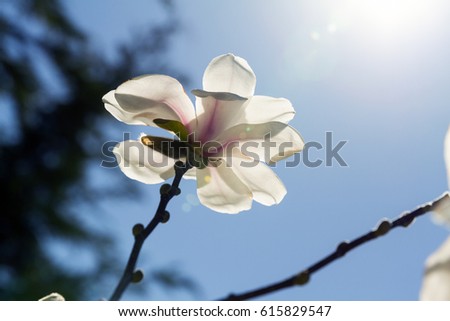White magnolia in a back light against a blue sky