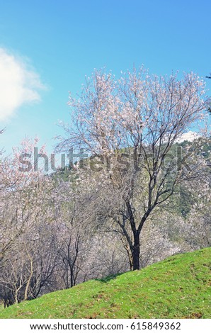 Beautiful spring flowers on trees in forest