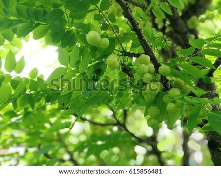 Star gooseberry fruits and leaves on tree
