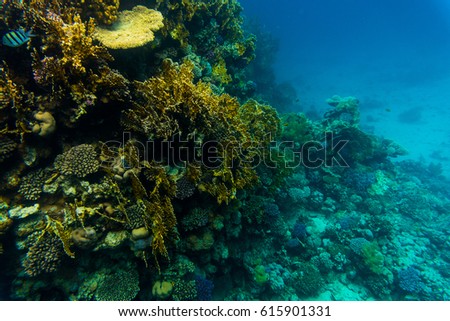 Tentacled flathead on coral reaf of Sharm El Sheih