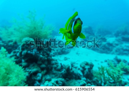 beautiful underwater abstract pattern coral reef and a pair of yellow butterfly fishes. Sea