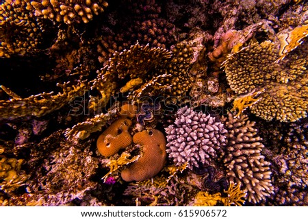 Stingray on coral reaf . Sea world