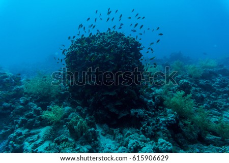 Tentacled flathead on coral  of Sharm El Sheih