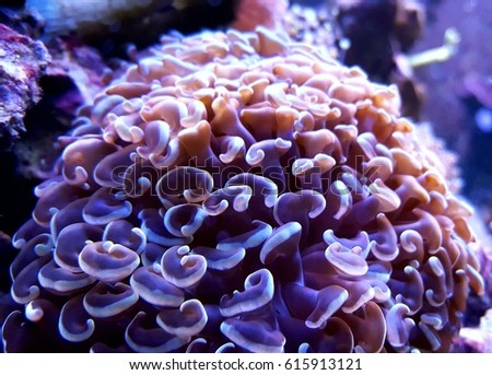 Amazing colorful LPS Hammer coral