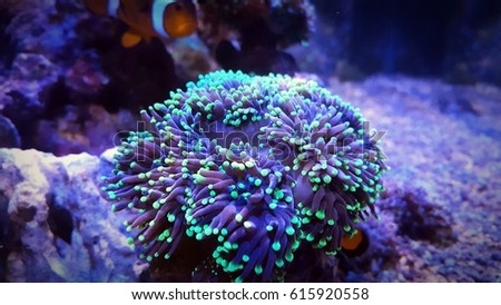 Small Green tip Purple Euphyllia Torch Coral