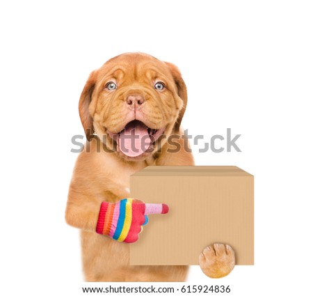 Funny dog delivering a big package and points index finger. isolated on white background