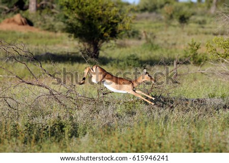 The impala (Aepyceros melampus) antelope jumping over bushes. Antelope in fast running in the savannah.