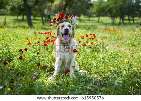 Golden retriever in the field of flowers 