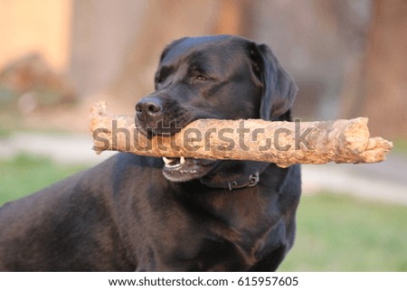 dog black Labrador