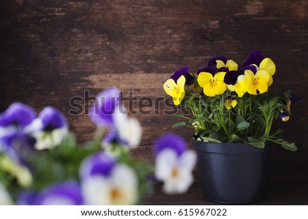Colorful pansies on a wooden background
